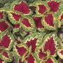 Seminte profesionale Coleus blumei - Urzicuta - imagine 48870